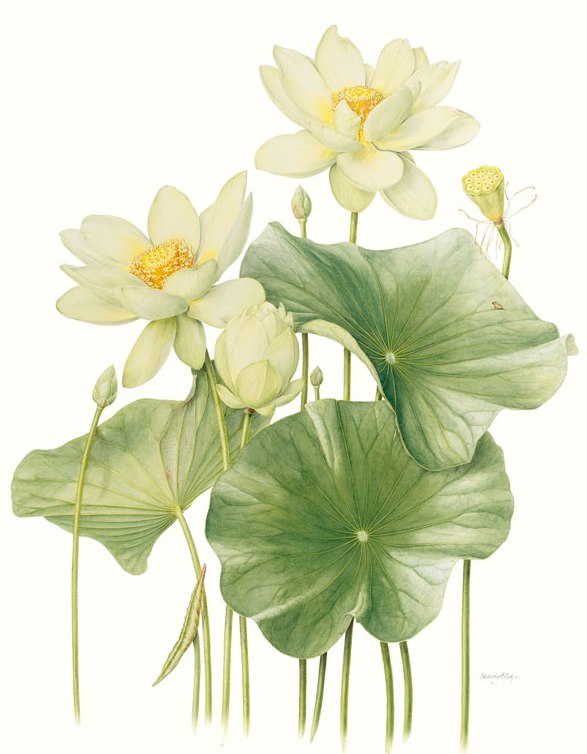 Nelumbo-lotus.jpg